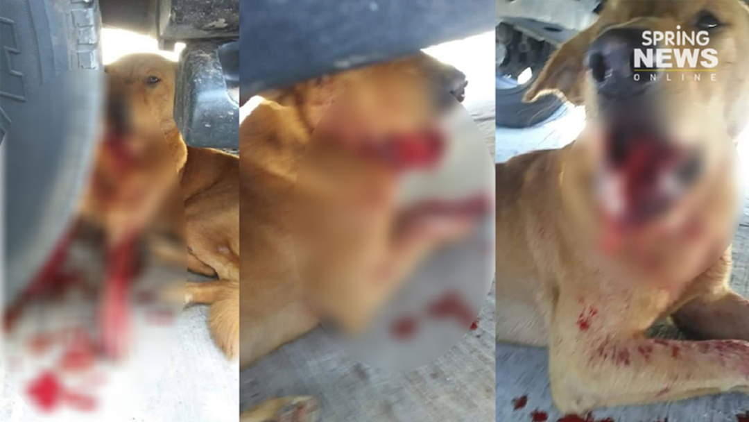 โหด!! ยิงปากหมาเลือดกบ อ้างหมาไล่กัดไก่ โหด!! ยิงปากหมาเลือดกบ อ้างหมาไล่กัดไก่