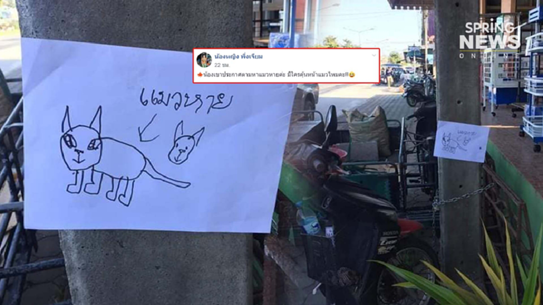 สาวโพสต์ช่วยหนูน้อย ประกาศตามหาน้องแมวหาย