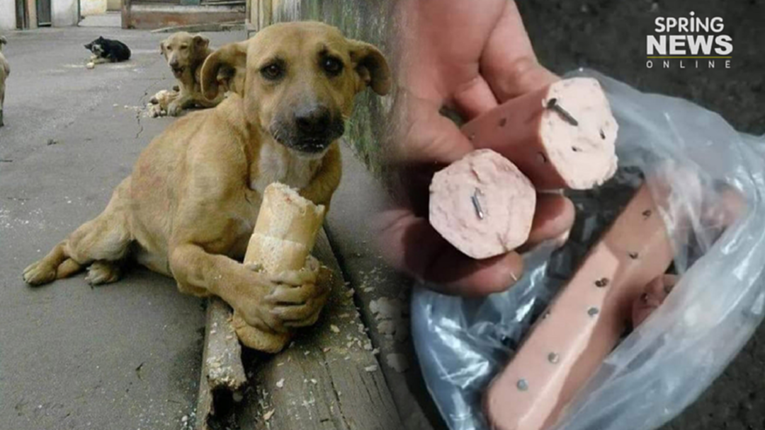 หมาจรจัด ถูกคนใจร้าย ยัดตะปูใส่ขนมปังโยนให้กิน หมาจรจัด ถูกคนใจร้าย ยัดตะปูใส่ขนมปังโยนให้กิน