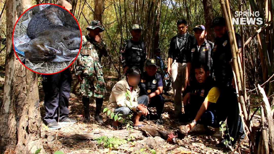 รวบพรานป่าลักลอบล่าเสือไฟได้พร้อมซากของกลางและอาวุธปืน รวบพรานป่าลักลอบล่าเสือไฟได้พร้อมซากของกลางและอาวุธปืน