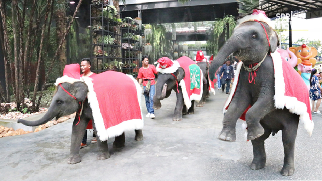 สวนนงนุช อินเทรนด์นำช้างแต่งกายชุดซานตาคลอส ต้อนรับเทศกาลคริสต์มาส สวนนงนุช อินเทรนด์นำช้างแต่งกายชุดซานตาคลอส ต้อนรับเทศกาลคริสต์มาส