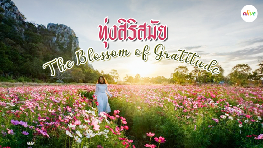 เที่ยวงาน The Blossom of Gratitude ที่ ทุ่งสิริสมัย เข้าชมฟรี ปีละครั้ง เที่ยวงาน The Blossom of Gratitude ที่ ทุ่งสิริสมัย เข้าชมฟรี ปีละครั้ง