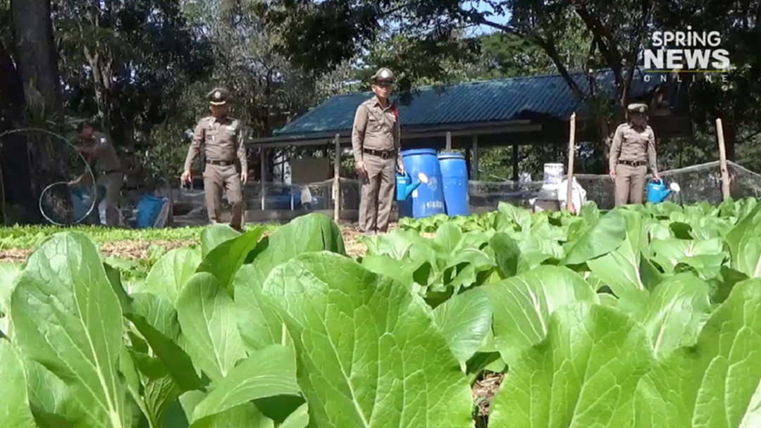 “สภ.เขวาสินรินทร์” โรงพักพอเพียง ปลูกผักสวนครัว ให้ตำรวจดูแล-เก็บกิน “สภ.เขวาสินรินทร์” โรงพักพอเพียง ปลูกผักสวนครัว ให้ตำรวจดูแล-เก็บกิน