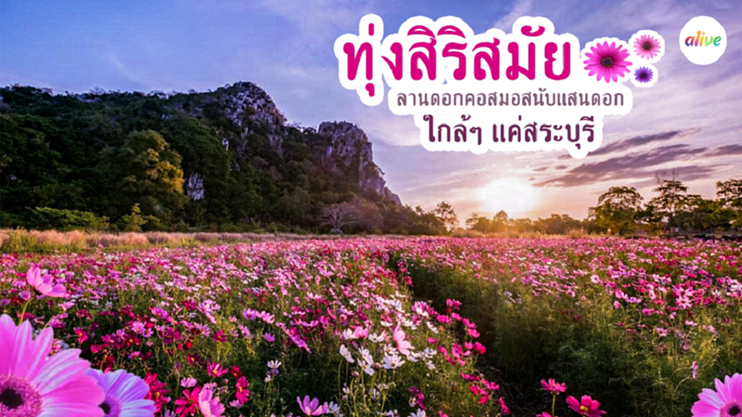 ตระการตาคอสมอสกว่า 1 แสนดอก ที่ ทุ่งสิริสมัย ตระการตาคอสมอสกว่า 1 แสนดอก ที่ ทุ่งสิริสมัย