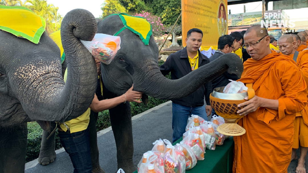 สวนนงนุช นำช้างแสนรู้ 9 เชือก ใส่บาตรถวายเป็นพระราชกุศลในหลวง ร.9 สวนนงนุช นำช้างแสนรู้ 9 เชือก ใส่บาตรถวายเป็นพระราชกุศลในหลวง ร.9