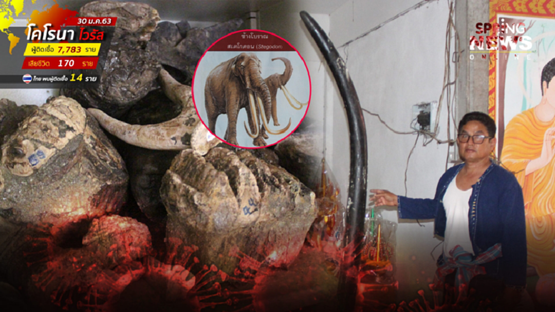 ตะลึง! เปิดกรุพระดังหลังมรณภาพ พบชิ้นส่วน "ช้างโบราณ" อายุหลายล้านปี ตะลึง! เปิดกรุพระดังหลังมรณภาพ พบชิ้นส่วน "ช้างโบราณ" อายุหลายล้านปี