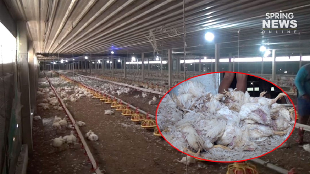 แทบช็อก!! ไฟดับ 20 นาที ไก่ตายเกือบหมื่นตัว เจ้าของฟาร์มร่ำเสียหายกว่า 6 แสน