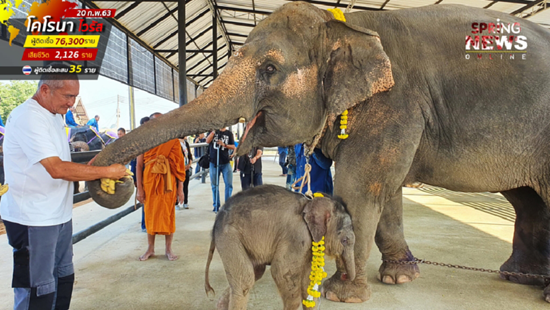 สวนนงนุชพัทยา รับขวัญ "พลายเพชร" ลูกช้างเชือกที่ 2 ปีนี้ สวนนงนุชพัทยา รับขวัญ "พลายเพชร" ลูกช้างเชือกที่ 2 ปีนี้