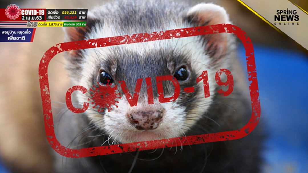 ออสเตรเลียใช้ "เฟอเรท" ทดสอบวัคซีน COVID-19 ออสเตรเลียใช้ "เฟอเรท" ทดสอบวัคซีน COVID-19