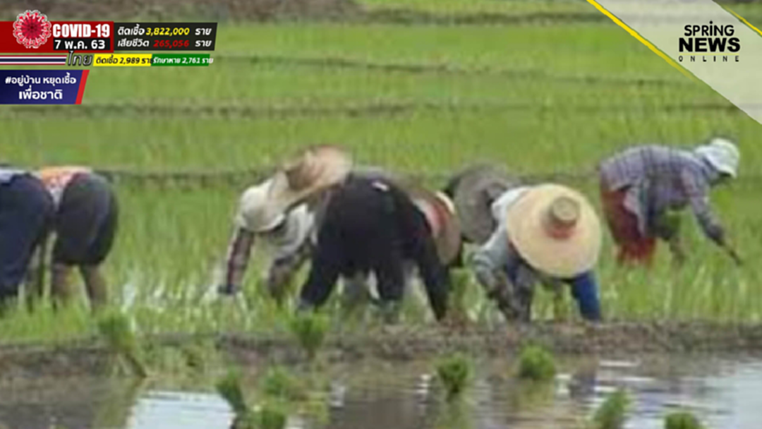 เช็คสิทธิ์เกษตรกร 15000 ลงทะเบียนเยียวยายังให้ไม่ให้พลาด เช็คสิทธิ์เกษตรกร 15000 ลงทะเบียนเยียวยายังให้ไม่ให้พลาด