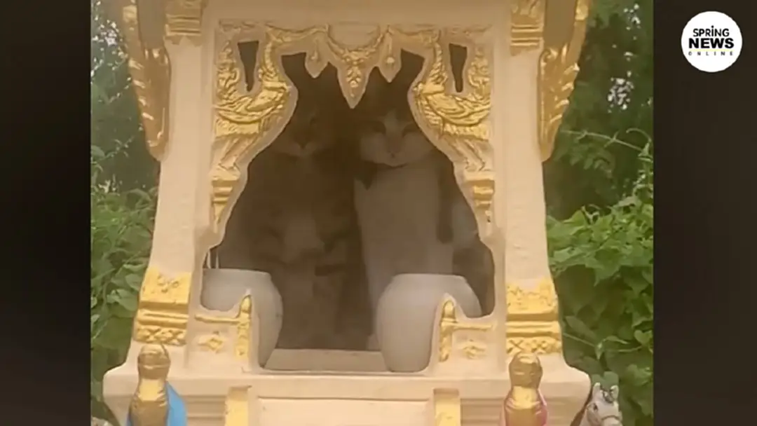 แม่ช็อก! ลูก 2 ตัว หายไป จู่ๆเดินผ่านศาลพระภูมิเจอจัง! (คลิป) แม่ช็อก! ลูก 2 ตัว หายไป จู่ๆเดินผ่านศาลพระภูมิเจอจัง! (คลิป)