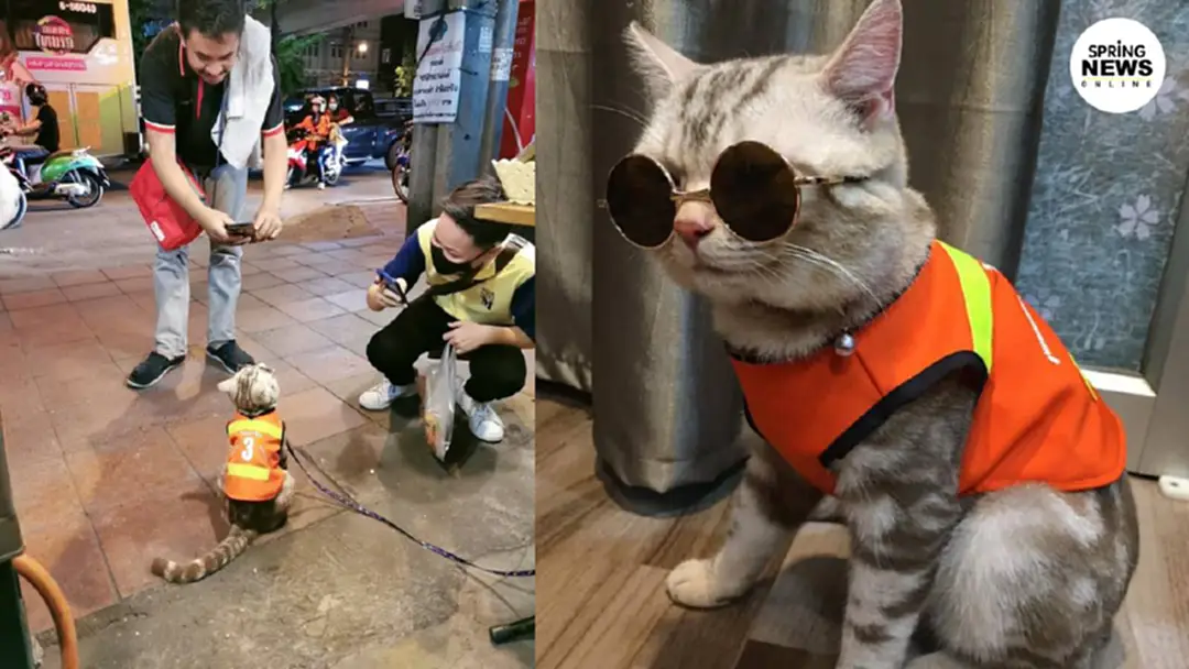 แชร์สนั่น! เหมียวขาใหญ่ คุมวินจยย.ใจกลางเมือง แชร์สนั่น! เหมียวขาใหญ่ คุมวินจยย.ใจกลางเมือง