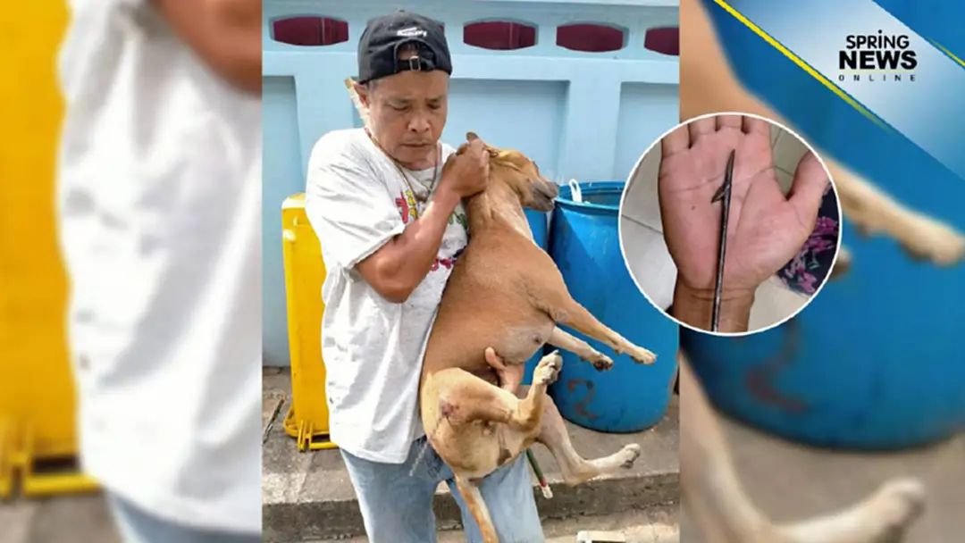 ช่วยสุนัขถูกคนใจร้ายใช้เหล็กแหลมยิงขา ช่วยสุนัขถูกคนใจร้ายใช้เหล็กแหลมยิงขา