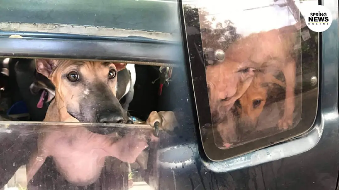 สุดสงสาร สุนัข 3 ถูกปล่อยให้ตากแดดอยู่ในรถ แถมทิ้งให้อดข้าวอดน้ำ จนชาวบ้านต้องเร่งช่วย