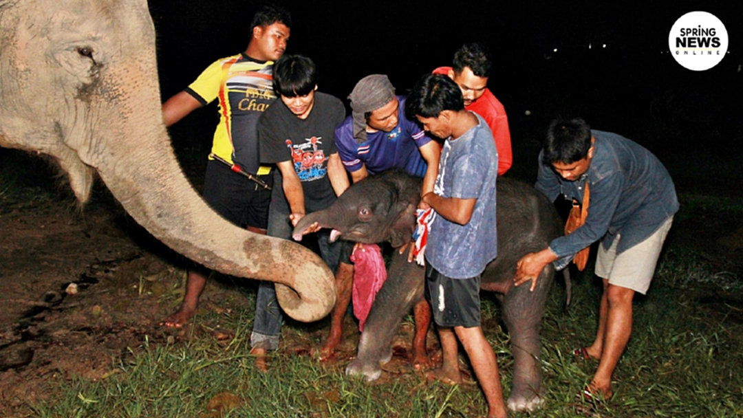 วินาทีลูกช้างน้อยลืมตาดูโลก ทำพิธีรับขวัญเชือกที่ 97 ปางช้างลูกดกที่สุดในประเทศ วินาทีลูกช้างน้อยลืมตาดูโลก ทำพิธีรับขวัญเชือกที่ 97 ปางช้างลูกดกที่สุดในประเทศ