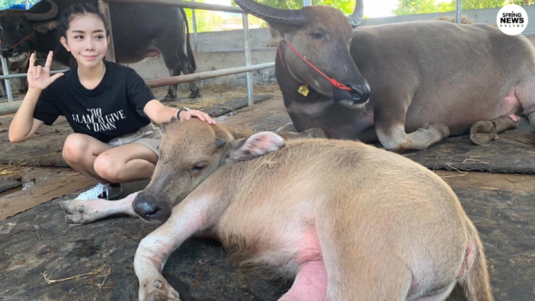 โดนแซะว่าปลอม หนึ่ง บางปู โพสต์ภาพเลี้ยงควายราคาหลักล้าน