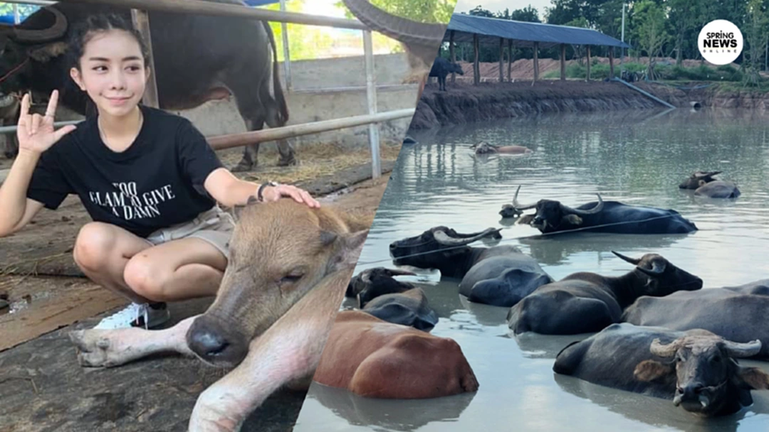 รวยเว่อร์วังปังปูริเย่ หนึ่ง บางปู ซื้อควายมูลค่า 100 ล้าน ไว้ดูเล่น รวยเว่อร์วังปังปูริเย่ หนึ่ง บางปู ซื้อควายมูลค่า 100 ล้าน ไว้ดูเล่น