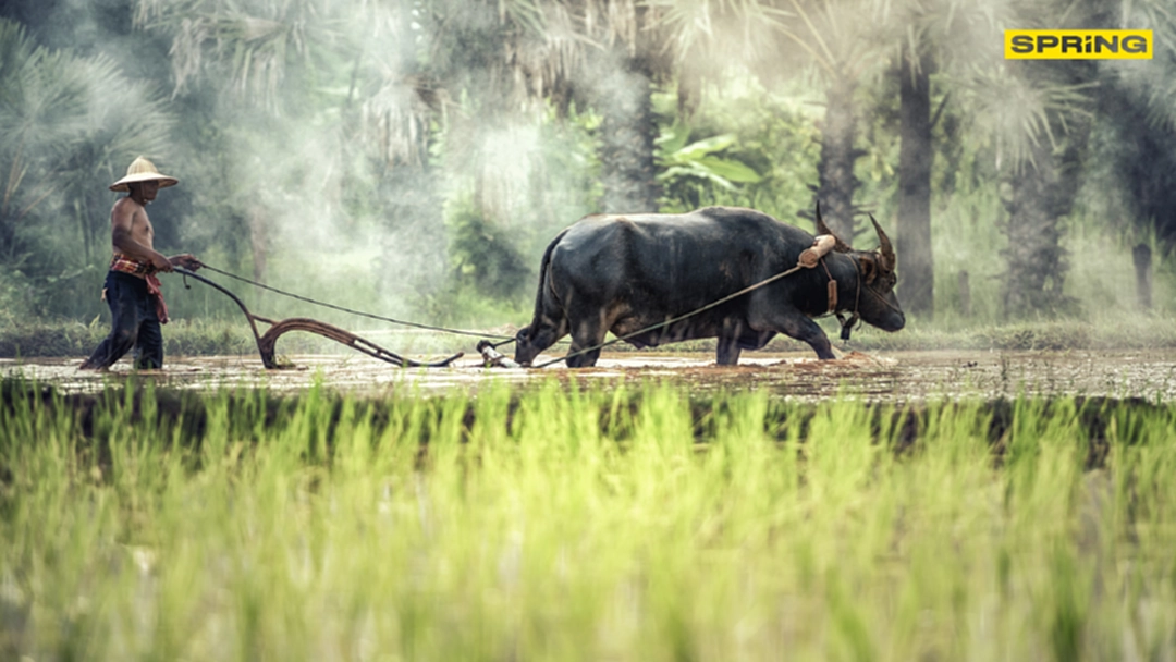 ธ.ก.ส. รับปากจ่ายเงินเกษตรกรทันปีใหม่ ธ.ก.ส. รับปากจ่ายเงินเกษตรกรทันปีใหม่