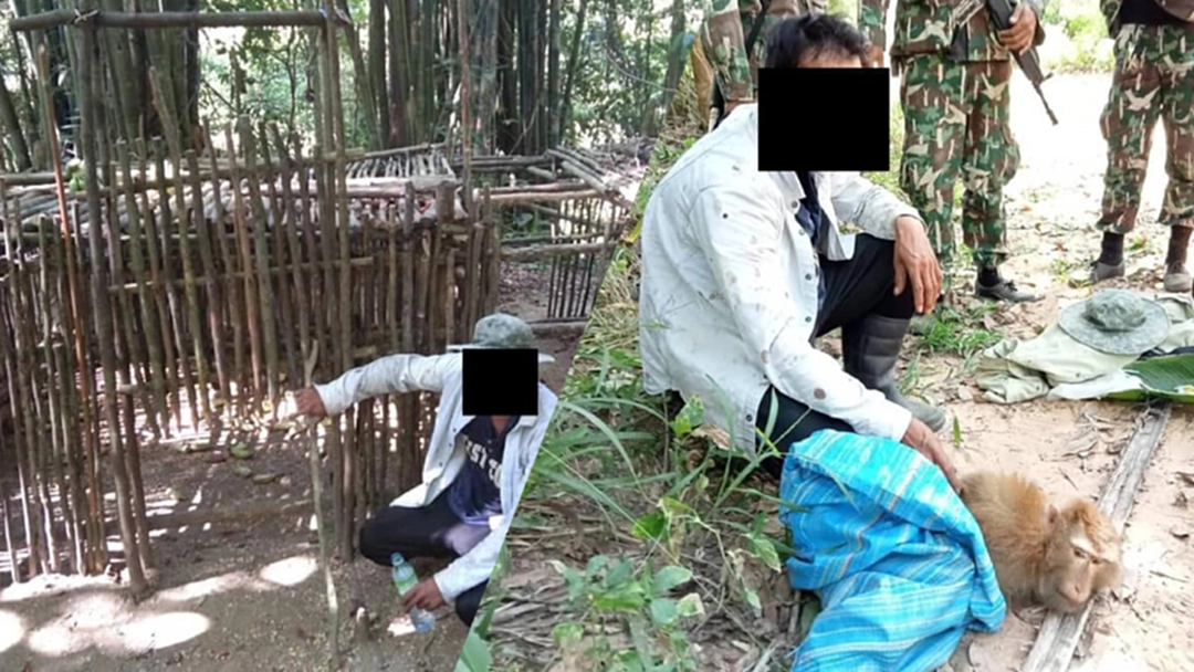 รวบชายวางกับดักในเขตรักษาพันธุ์สัตว์ป่า​ พร้อมของกลางลิงกัง​ ยาไอซ์