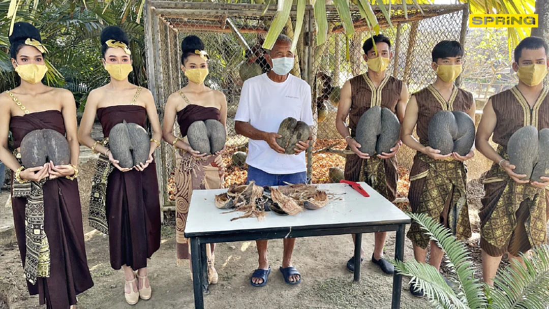 6 ปีครั้ง! สวนนงนุชพัทยา จ่อขยายพันธุ์มะพร้าวก้นสาว อนุรักษ์เป็นแหล่งเรียนรู้ 6 ปีครั้ง! สวนนงนุชพัทยา จ่อขยายพันธุ์มะพร้าวก้นสาว อนุรักษ์เป็นแหล่งเรียนรู้