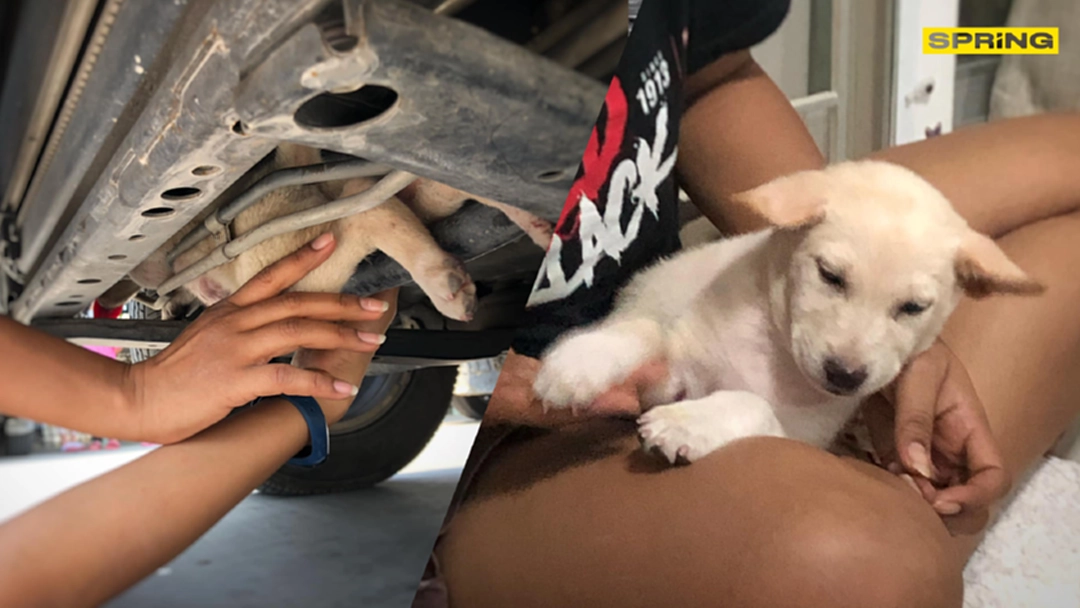 หนุ่มเล่าประสบการณ์เจอลูกหมา แอบติดใต้ท้องรถจาก แก่งกระจาน-บางบัวทอง หนุ่มเล่าประสบการณ์เจอลูกหมา แอบติดใต้ท้องรถจาก แก่งกระจาน-บางบัวทอง