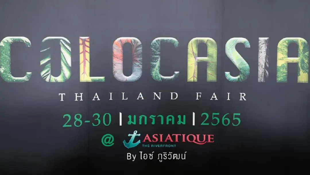 Community Colocasia ห้ามพลาด งาน Colocasia Thailand Fair 28-30 ม.ค.65 Community Colocasia ห้ามพลาด งาน Colocasia Thailand Fair 28-30 ม.ค.65