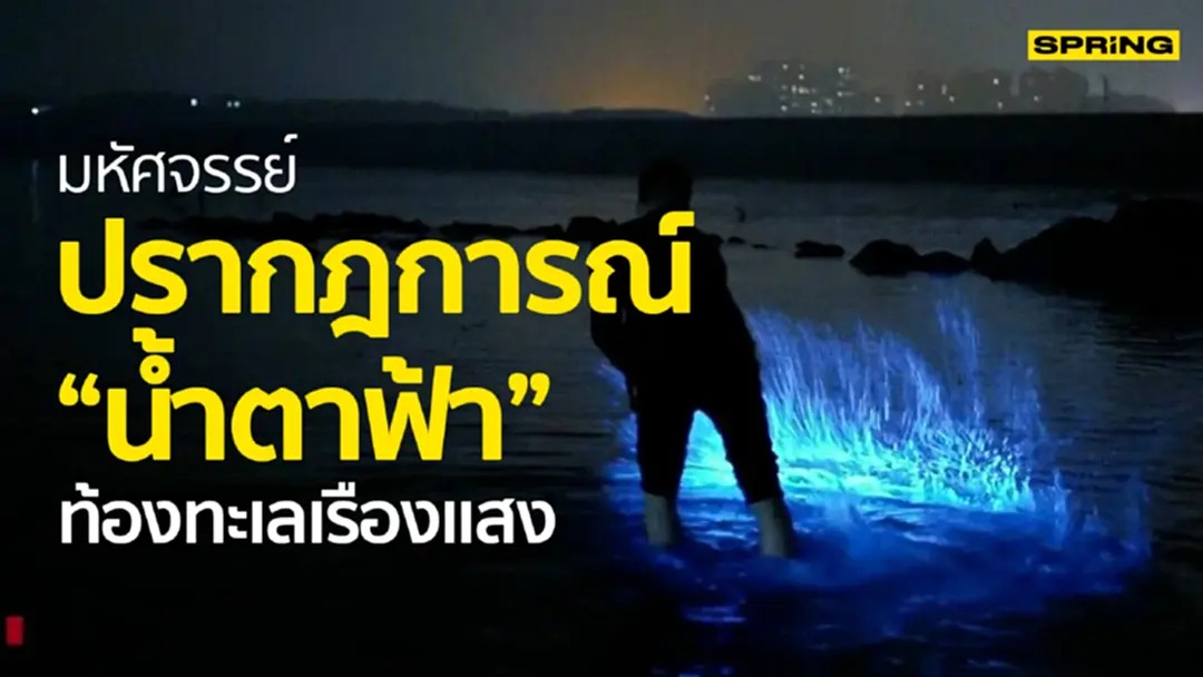 อัศจรรย์แห่งท้องทะเลกับ ปรากฎการณ์ “น้ำตาฟ้า” เมื่อทะเลเรืองแสง