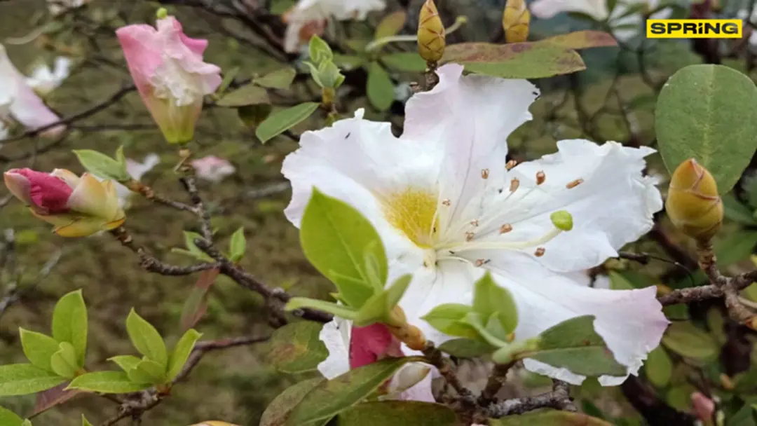 กุหลาบพันปี อช.เขาแหลม บานรอนักท่องเที่ยว