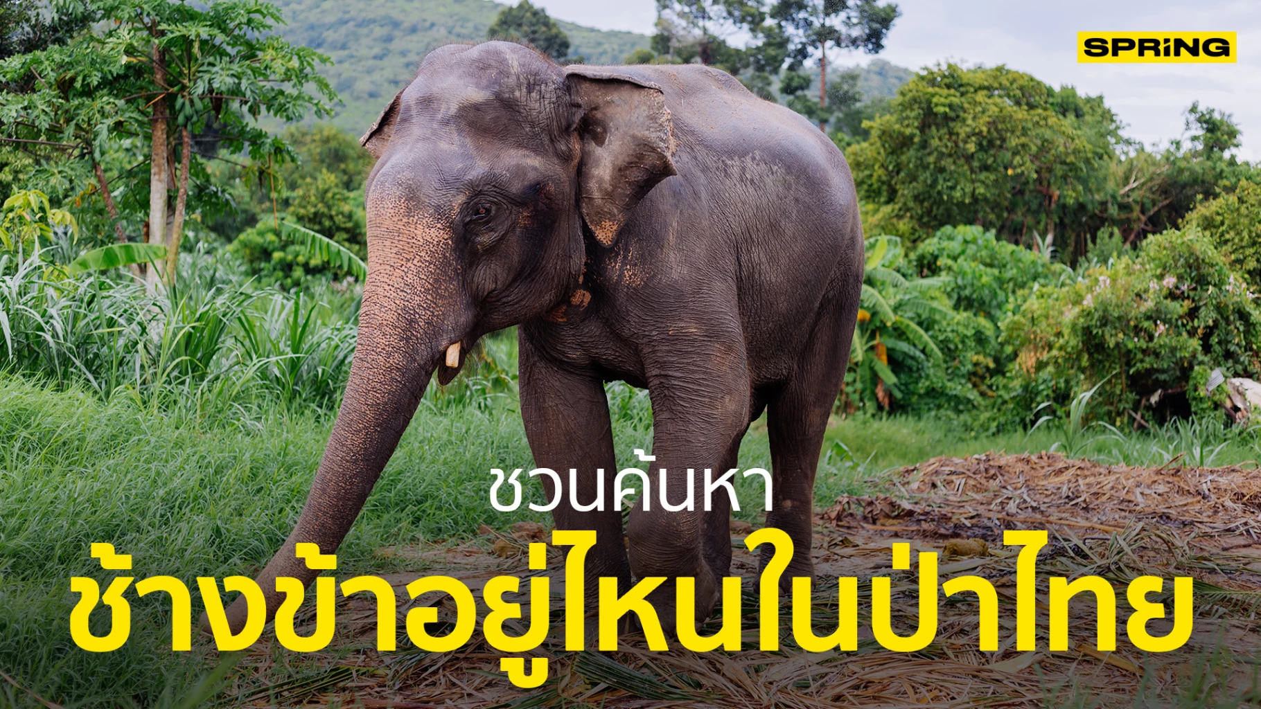 ส่องหา ช้างป่า อาศัย-หากิน อยู่กันในป่าไหนของประเทศไทย