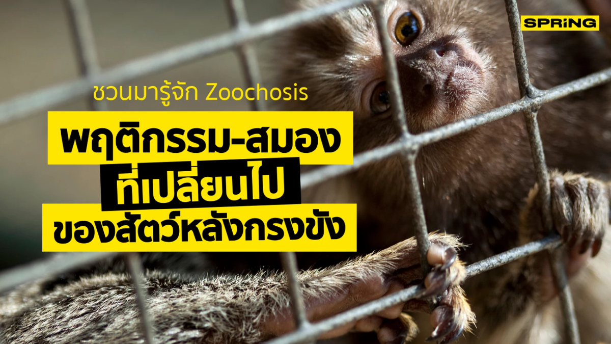 Zoochosis โรคเครียดในสัตว์ที่ถูกจับขังกรง ส่งผลต่อพฤติกรรมสมอง