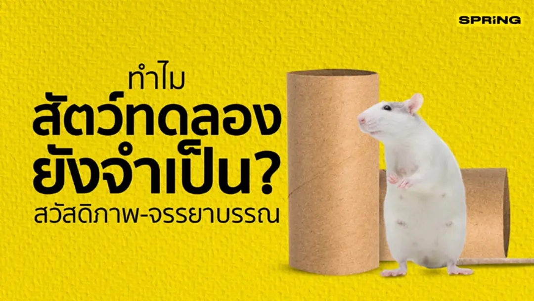 คณะวิทย์ฯ ม.อ. หาดใหญ่ ขอรับบริจาคแกนทิชชู่เพื่อเป็นของเล่นกับสัตว์ทดลอง