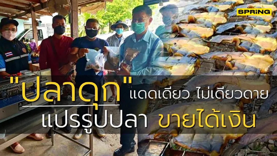 กรมประมงชี้ "ปลาดุก" แปรรูปเพิ่มมูลค่า เป็น "ปลาดุกแดดเดียว" ได้รับความสนใจต่อเนื่อง