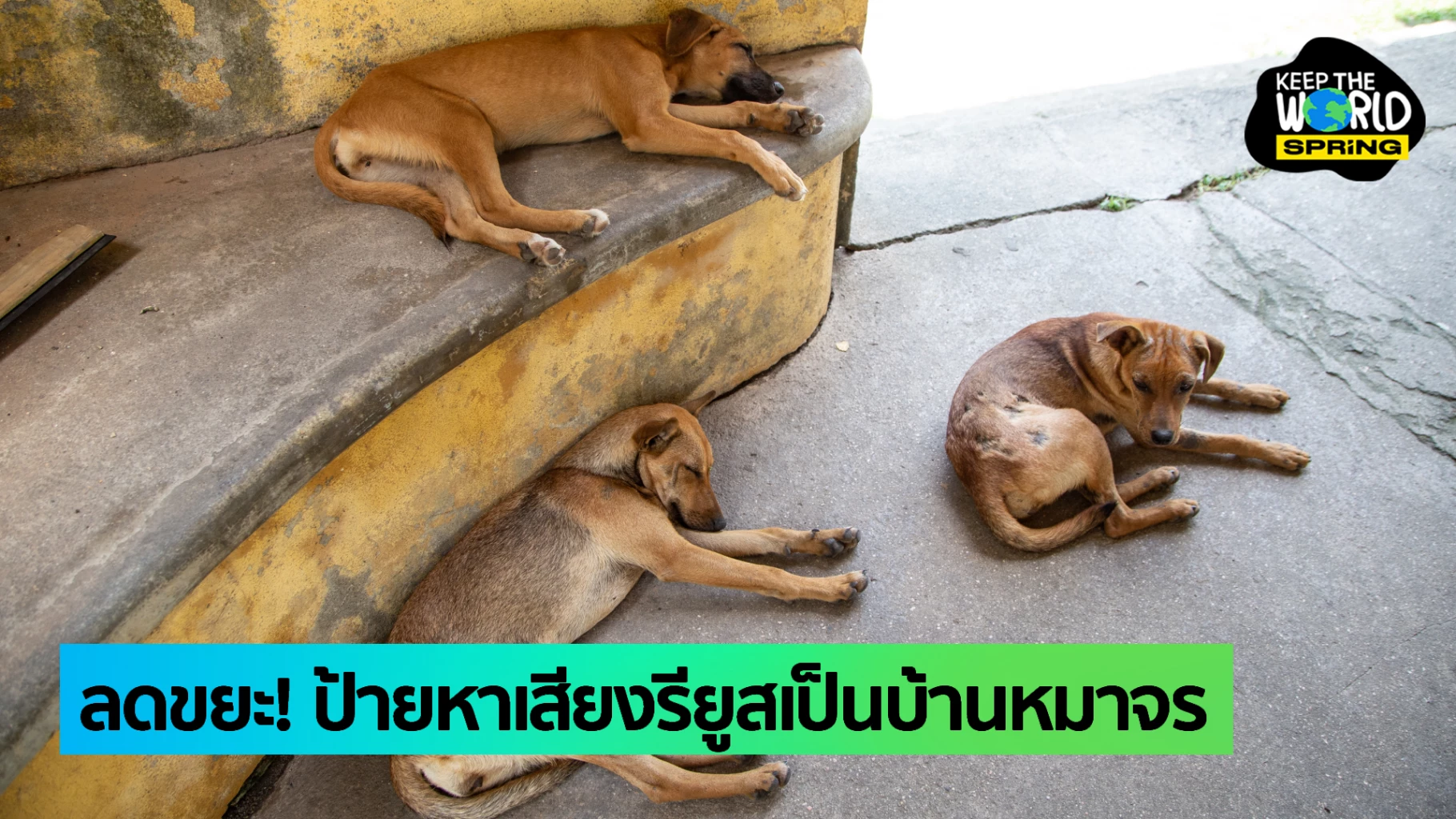 ป้ายหาเสียง Reuse เป็นบ้านหมาจร บังแดดกันฝนแนวทางลดขยะหลังเลือกตั้ง