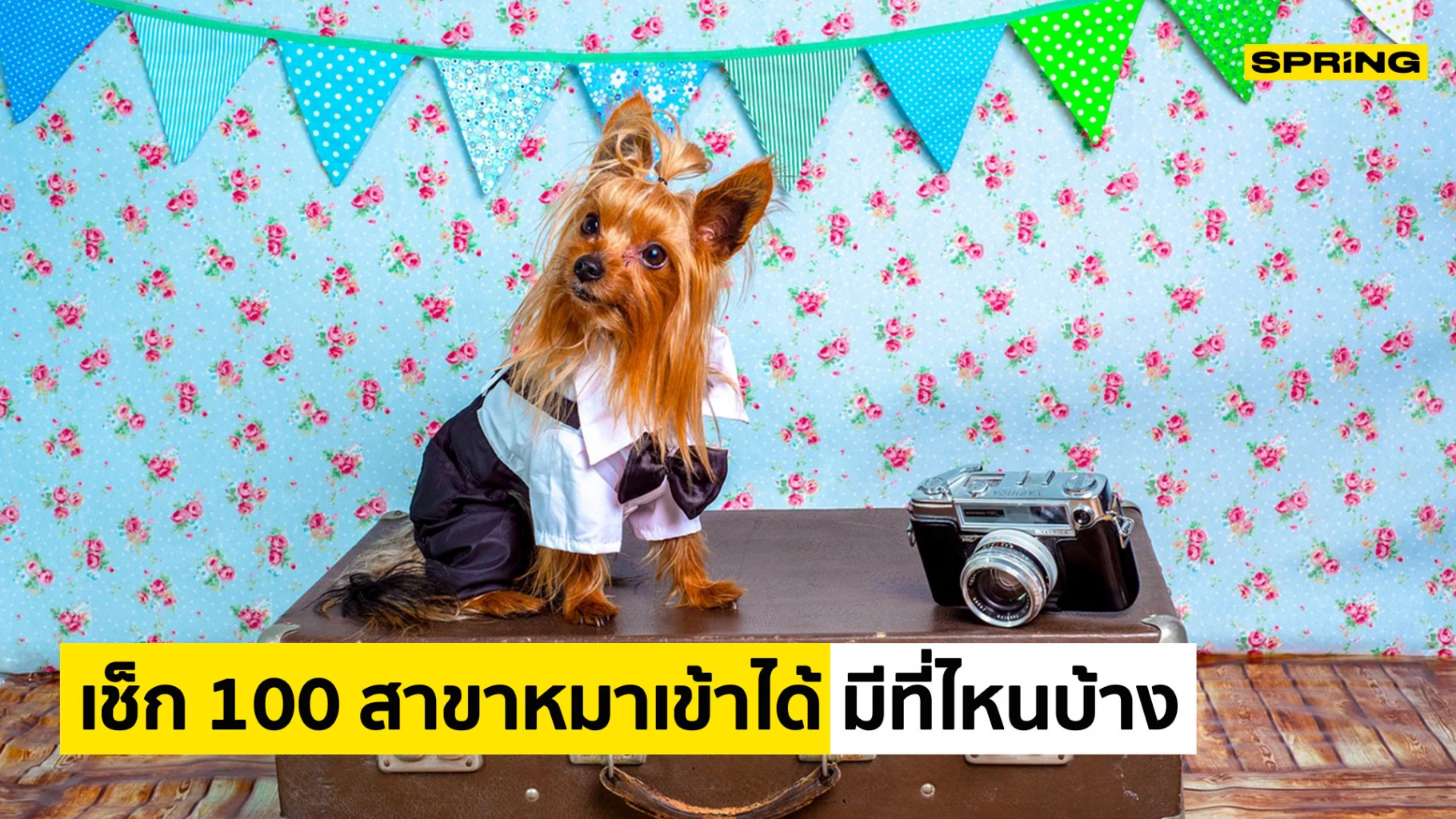 ทาสหมา-แมวถูกใจ! โลตัสให้พา 