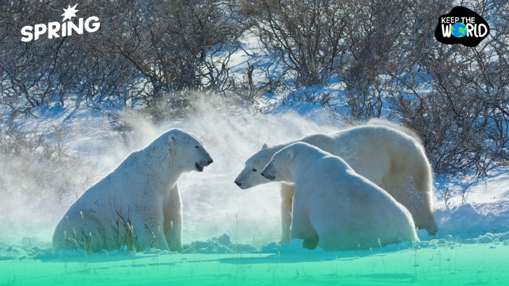 ย้อนแย้งไหม? เมื่อ WWF อำนวยความสะดวกให้การค้าขนหมีทั่วโลก