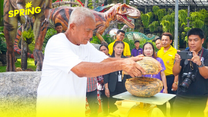 สวนนงนุช ประสบความสำเร็จ พบเมล็ดแฝด “มะพร้าวทะเล” มูลค่าทะลุล้านบาท