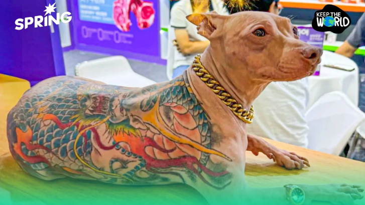 จีนพบสุนัขมีรอยสักเดินโชว์ตัวงาน Pet Fair ต่อมาพบ เจ้าของไม่ใช้ยาชา
