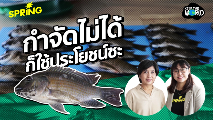 บทเรียนปลาหมอคางดำ เมื่อเอเลี่ยนสปีชีส์กำจัดไม่ได้ ก็ใช้ประโยชน์ซะ