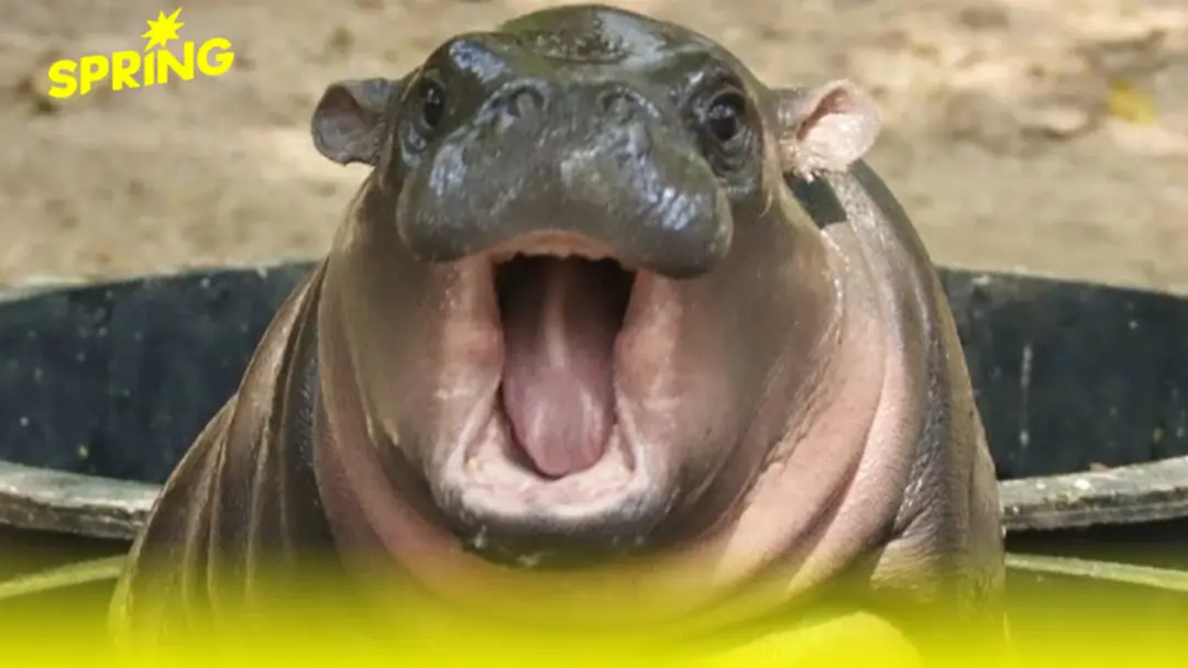 "หมูเด้ง" เกือบโดนขโมยเครื่องหมายการค้าในต่างประเทศ "หมูเด้ง" เกือบโดนขโมยเครื่องหมายการค้าในต่างประเทศ