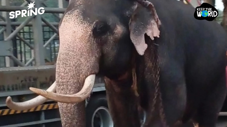 ไทยเร่งเจรานำ ‘ช้างไทย’ กลับจากศรีลังกา เน้นละมุนละม่อม รักษาความสัมพันธ์