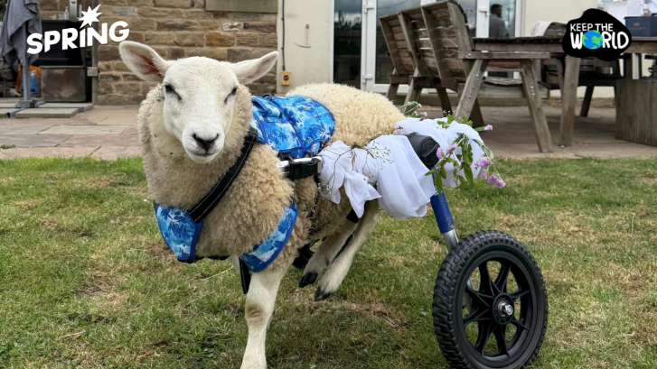 แกะพิการถือแหวน! คู่รักแต่งงานในศูนย์พักพิงสัตว์ ยอร์กเชอร์