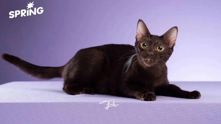 ทาสเฮ! 'แมวไทย' เป็นเอกลักษณ์ประจำชาติ ประเภทสัตว์เลี้ยง