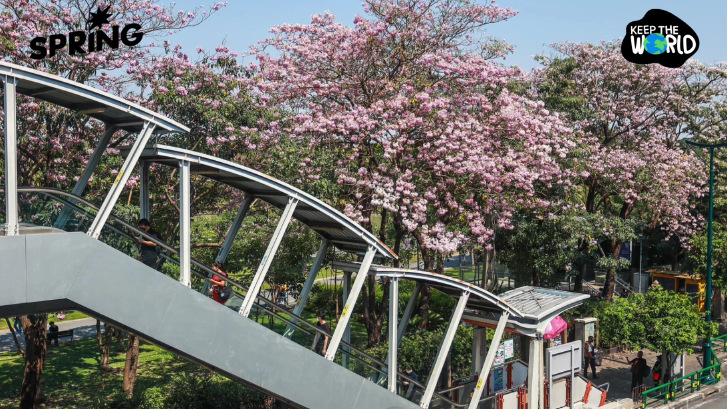 ลุ้น! ‘ซาอุดีอาระเบีย’ ซื้อต้นไม้ไทย 38 ชนิด สร้างป่า-เมืองสีเขียว