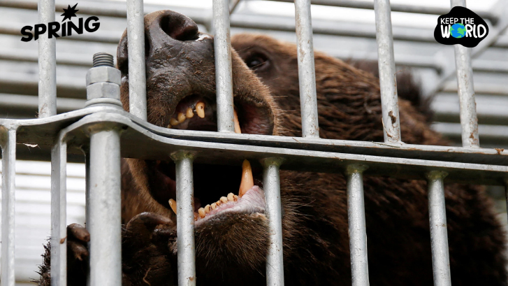 วิกฤตหมีในญี่ปุ่น ออกทำร้ายคนมากขึ้น เปิดสาเหตุประชากรหมีล้นเมืองในญี่ปุ่น