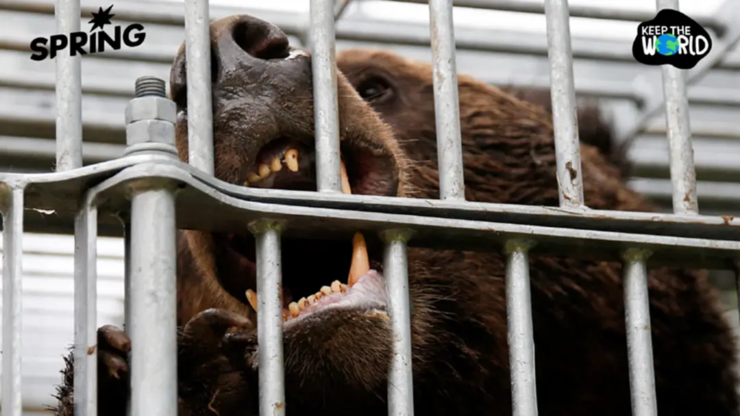 วิกฤตหมีในญี่ปุ่น ออกทำร้ายคนมากขึ้น เปิดสาเหตุประชากรหมีล้นเมืองในญี่ปุ่น วิกฤตหมีในญี่ปุ่น ออกทำร้ายคนมากขึ้น เปิดสาเหตุประชากรหมีล้นเมืองในญี่ปุ่น