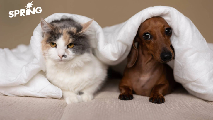 รู้จัก 'เชื้อไวรัส SFTS' โรคติดต่อสัตว์สู่คน ไทยพบป่วย 3 ราย เสียชีวิตทั้งหมด