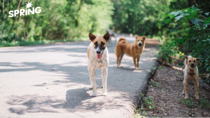 เร่งแก้ปัญหา ‘สุนัขจรจัด’ ชวนคนโสด-เหงา รับเลี้ยงดูต่อจากศูนย์พักพิง
