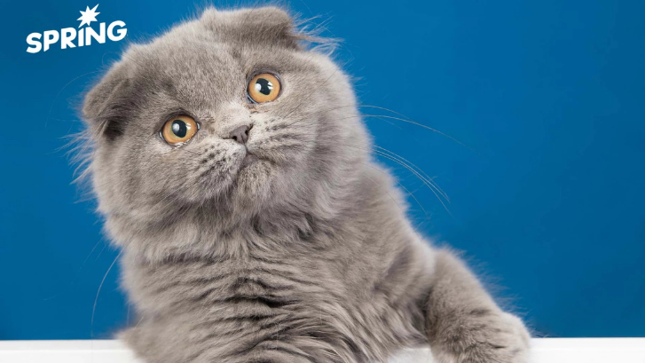 งานวิจัยชี้ มนุษย์ส่วนใหญ่ “อ่านอารมณ์แมวไม่ออก” ไม่เข้าใจมัน