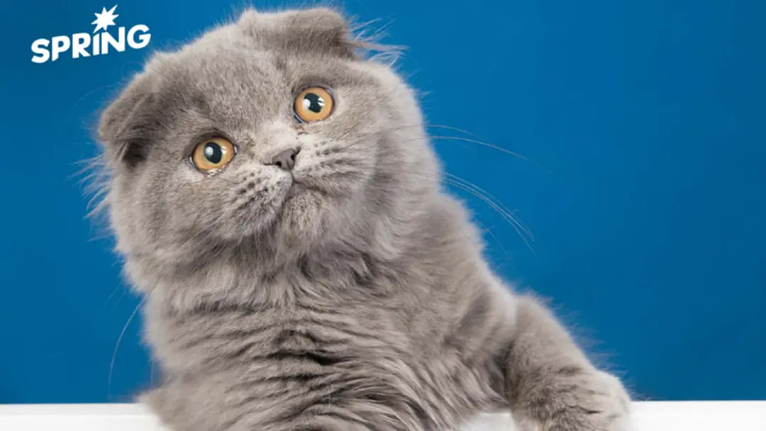 งานวิจัยชี้ มนุษย์ส่วนใหญ่ “อ่านอารมณ์แมวไม่ออก” ไม่เข้าใจมัน งานวิจัยชี้ มนุษย์ส่วนใหญ่ “อ่านอารมณ์แมวไม่ออก” ไม่เข้าใจมัน