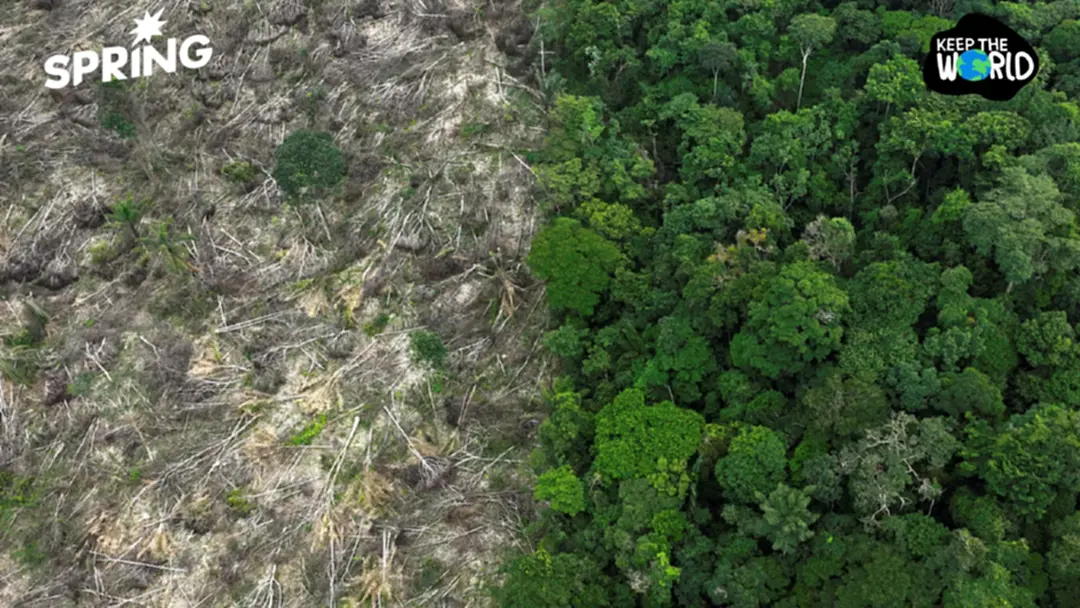 ไม่ช่วยดูดซับแล้ว! ป่าในแอฟริกากลายเป็นแหล่งกำเนิดคาร์บอน ไม่ช่วยดูดซับแล้ว! ป่าในแอฟริกากลายเป็นแหล่งกำเนิดคาร์บอน
